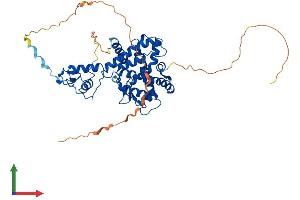 AlphaFold protein structure predicition of Human Recombinant RARB Protein, UniprotID P10826 (Retinoic Acid Receptor beta Protein (AA 1-455) (His tag))