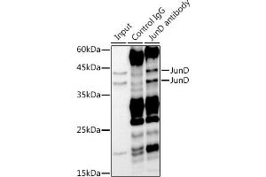 Immunoprecipitation analysis of 300 μg extracts of HeLa cells using 3 μg JunD antibody (ABIN7268050). (JunD antibody)