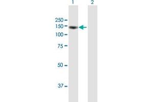 Western Blot analysis of KIAA1967 expression in transfected 293T cell line by KIAA1967 MaxPab polyclonal antibody. (CCAR2 antibody  (AA 1-923))