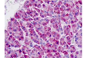 Anti-PAK6 antibody IHC staining of human pancreas. (PAK6 antibody  (AA 268-297))