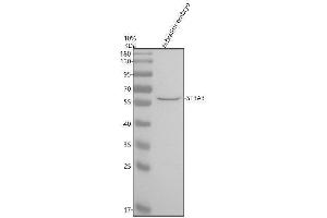 Western blot analysis of SF3A3 using anti-SF3A3 antibody (AZQ6DRK2).
