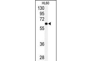 Western blot analysis of anti-USP2 Antibody (C-term) (ABIN388878 and ABIN2839171) in HL60 cell line lysates (35 μg/lane). (USP2 antibody  (C-Term))