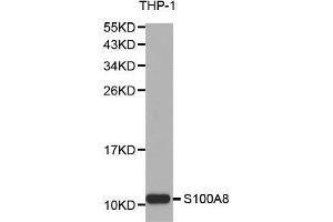 Western blot analysis of extracts of THP-1 cell lines, using S100A8 antibody. (S100A8 antibody  (AA 1-93))