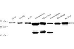 Western blot analysis of IFIT3 (ABIN7074333),at dilution of 1: 2000 (IFIT3 antibody)