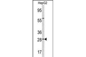 Western blot analysis of ORM1 antibody (C-term) (ABIN390444 and ABIN2840823) in HepG2 cell line lysates (35 μg/lane).