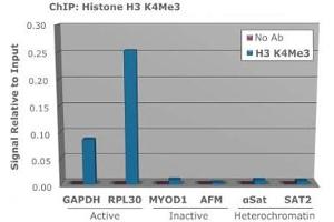 Chromatin Immunoprecipitaion of Rabbit Anti-Histone H3 K4/me3 Antibody. (Histone 3 antibody  (H3K4me3))