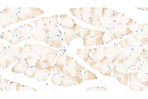 Detection of PLA2G12 in Mouse Skeletal muscle Tissue using Polyclonal Antibody to Phospholipase A2, Group XII (PLA2G12) (PLA2G12A antibody  (AA 26-192))