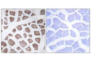 Immunohistochemistry (IHC) image for anti-Mitochondrial Ribosomal Protein S18C (MRPS18C) (Internal Region) antibody (ABIN1850530) (MRPS18C antibody  (Internal Region))