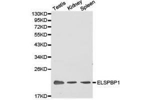 Western Blotting (WB) image for anti-Epididymal Sperm Binding Protein 1 (ELSPBP1) antibody (ABIN1872524)