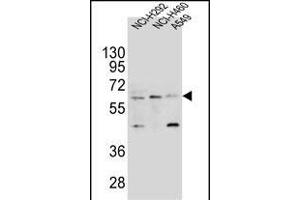 LILRA2 Antibody (Center) (ABIN654421 and ABIN2844156) western blot analysis in NCI-,NCI- and A549 cell line lysates (35 μg/lane). (LILRA2 antibody  (AA 55-81))