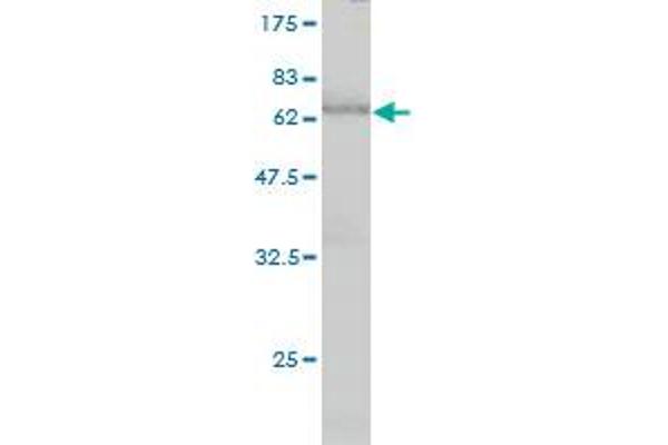 FBXO25 antibody  (AA 1-367)