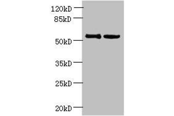 UTP15 anticorps  (AA 234-518)