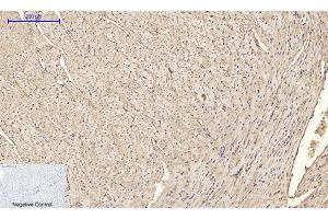 Immunohistochemical analysis of paraffin-embedded mouse heart tissue.