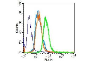 U251 cells probed with PPAR Gamma Polyclonal Antibody, Unconjugated  for 30 minutes followed by incubation with a conjugated secondary (FITC Conjugated) (green) for 30 minutes compared to control cells (blue), secondary only (light blue) and isotype control (orange).