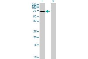 Western Blot analysis of GALNT13 expression in transfected 293T cell line by GALNT13 MaxPab polyclonal antibody. (GALNT13 antibody  (AA 1-556))