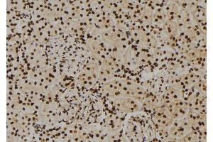 ABIN6276565 at 1/100 staining Rat kidney tissue by IHC-P. (HNRNPA2B1 antibody  (N-Term))