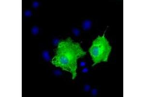 Anti-AK5 mouse monoclonal antibody (ABIN2452726) immunofluorescent staining of COS7 cells transiently transfected by pCMV6-ENTRY AK5 (RC222241). (Adenylate Kinase 5 antibody)