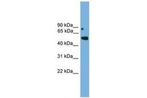 Image no. 1 for anti-Iroquois Homeobox Protein 5 (IRX5) (AA 191-240) antibody (ABIN6744590) (IRX5 antibody  (AA 191-240))