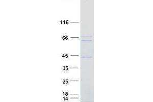 Validation with Western Blot (RAI2 Protein (Myc-DYKDDDDK Tag))