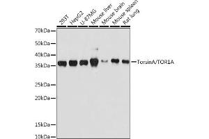 Western blot analysis of extracts of various cell lines, using TorsinA/TOR1A antibody (ABIN7270856) at 1:500 dilution. (TOR1A antibody)