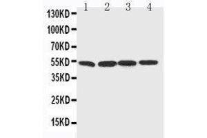 Anti-BAG5 antibody, Western blotting Lane 1: Rat Thymus Tissue Lysate Lane 2: Rat Spleen Tissue Lysate Lane 3: Rat Testis Tissue Lysate Lane 4: PANC Cell Lysate (BAG5 antibody  (C-Term))
