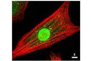 Immunofluorescence Microscopy of Rabbit Anti-AKT Antibody. (AKT1 antibody  (C-Term))