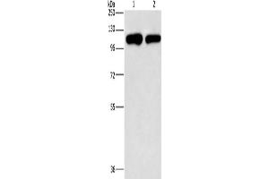 Western Blotting (WB) image for anti-Phosphatidylinositol-4-Phosphate 5-Kinase, Type I, gamma (PIP5K1C) antibody (ABIN2432568) (PIP5K1C antibody)