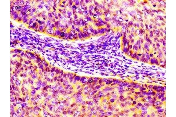 CCL17 antibody  (AA 24-94)