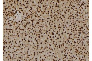 ABIN6276023 at 1/100 staining Mouse liver tissue by IHC-P. (GPR180 antibody  (Internal Region))