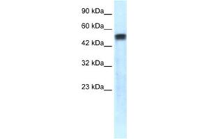 WB Suggested Anti-SERPINA1 Antibody Titration: 1.