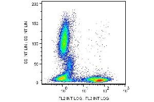 Surface staining of CD5 in human peripheral blood cells with anti-CD5 (L17F12) biotin. (CD5 antibody  (Biotin))