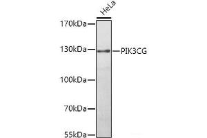 Western blot analysis of extracts of HeLa cells using PIK3CG Polyclonal Antibody at dilution of 1:1000. (PIK3 gamma antibody)