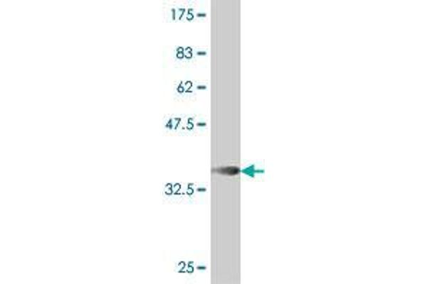 BTBD9 antibody  (AA 2-70)