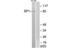 Western blot analysis of extracts from HT-29 cells, using SP1 (Ab-739) Antibody.