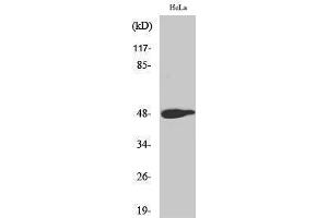 Western Blotting (WB) image for anti-Jun Proto-Oncogene (JUN) (pThr239) antibody (ABIN3172854) (C-JUN antibody  (pThr239))