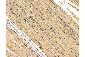 ABIN7095943 and ABIN7100005 at 1/100 staining rat muscle tissue by IHC-P.
