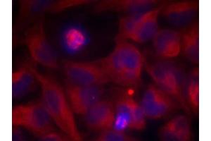 Immunofluorescence staining of methanol-fixed HeLa cells using Rel (Ab-503) Antibody (E021020, Red) (c-Rel antibody)