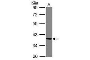 Image no. 2 for anti-Eukaryotic Translation Elongation Factor 1 delta (Guanine Nucleotide Exchange Protein) (EEF1D) (AA 310-647) antibody (ABIN1497948) (EEF1D antibody  (AA 310-647))
