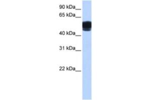 Western Blotting (WB) image for anti-Zinc Finger Protein 681 (ZNF681) antibody (ABIN2463453) (ZNF681 antibody)