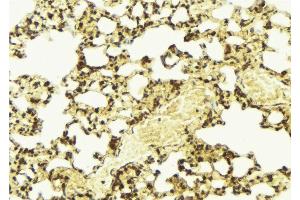 ABIN6267494 at 1/100 staining Mouse lung tissue by IHC-P. (SREBF1 antibody  (pSer439))