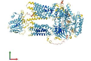 AlphaFold protein structure predicition of Human Recombinant ABCA10 Protein, UniprotID Q8WWZ4 (ABCA10 Protein (AA 1-1543) (His tag))