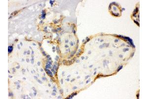 Anti- TLR7 Picoband antibody, IHC(F) IHC(F): Human Placenta Tissue (TLR7 antibody  (C-Term))