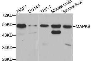 Western blot analysis of extracts of various cell lines, using MAPK9 antibody. (JNK2 antibody)