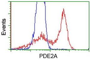 HEK293T cells transfected with either RC207219 overexpress plasmid (Red) or empty vector control plasmid (Blue) were immunostained by anti-PDE2A antibody (ABIN2454426), and then analyzed by flow cytometry. (PDE2A antibody)