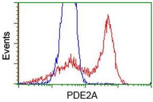 HEK293T cells transfected with either RC207219 overexpress plasmid (Red) or empty vector control plasmid (Blue) were immunostained by anti-PDE2A antibody (ABIN2454426), and then analyzed by flow cytometry.