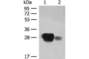 Western blot analysis of Raji cell and Human spleen tissue lysates using HLA-DPB1 Polyclonal Antibody at dilution of 1:350 (HLA-DPB1 antibody)