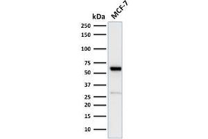 Western Blot Analysis of human MCF-7 cell lysate using Estrogen Receptor, alpha Rabbit Recombinant Monoclonal Antibody (ESR1/2299R). (Recombinant Estrogen Receptor alpha antibody)