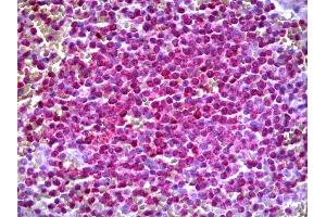 Anti-ARHGEF11 antibody IHC of human spleen. (ARHGEF11 antibody  (AA 651-750))