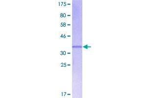 Chemokine (C-X-C Motif) Ligand 13 (CXCL13) (AA 1-109) protein (GST tag)