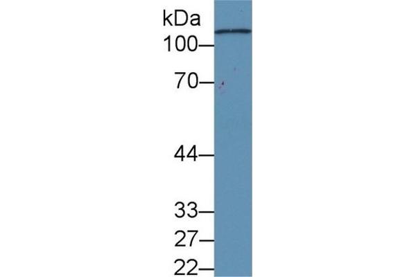 C5A antibody  (AA 678-751)